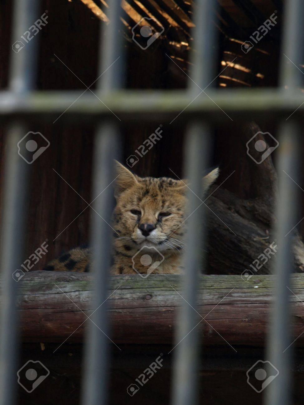 etiam-dictum-ipsum-a-felis