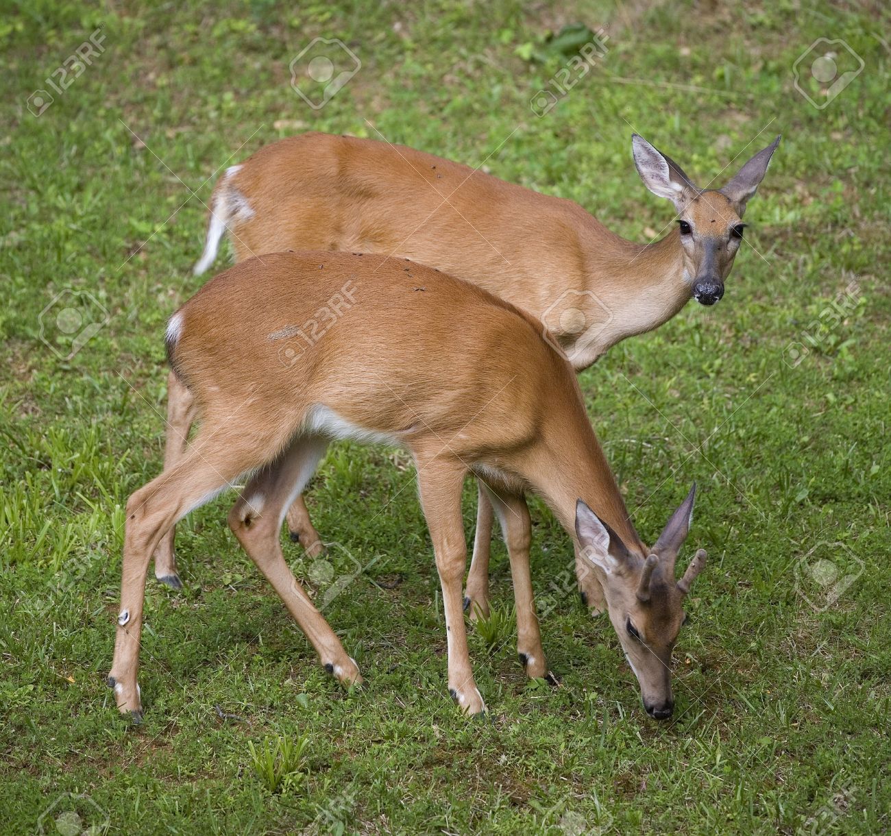 Doe Whitetail With A Yearling Buck Whitetail Stock Photo, Picture and  Royalty Free Image. Image 3296674.