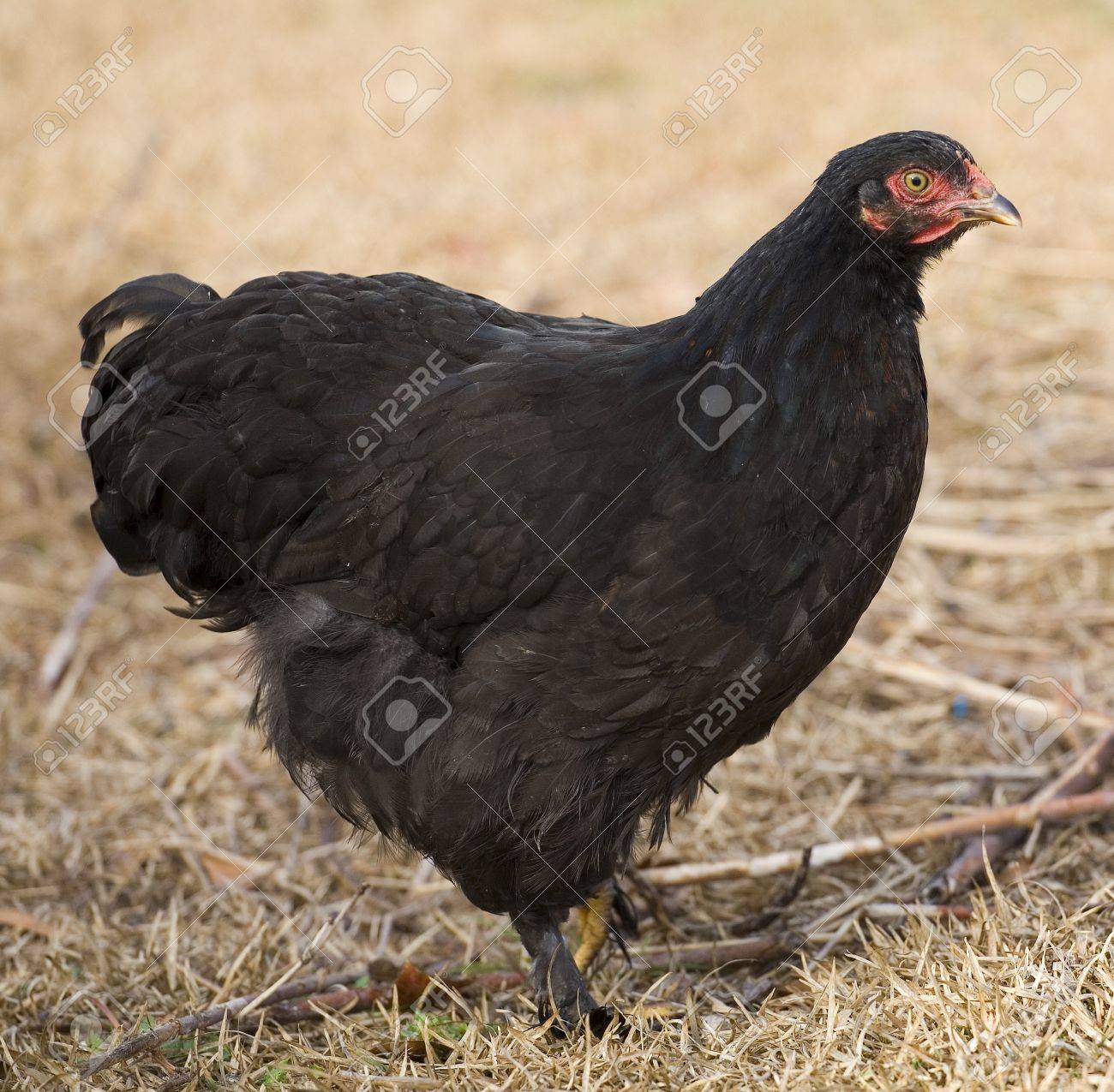 すべての黒い羽を持って死んで芝生の上鶏編 の写真素材 画像素材 Image