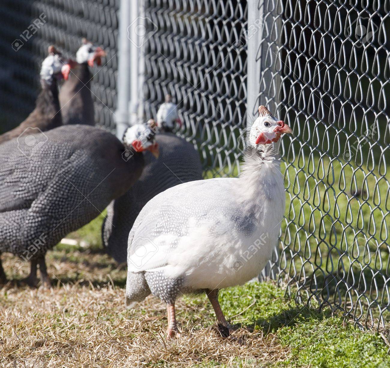 黒い雌鳥 めんどりによって フェンスで無視されているされている白いギニア の写真素材 画像素材 Image