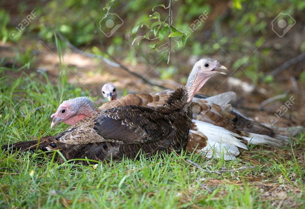Drei Kostenlose Umfassende Truthuhner Bereit Fur Ein Nickerchen Im Schatten Lizenzfreie Fotos Bilder Und Stock Fotografie Image 14970614