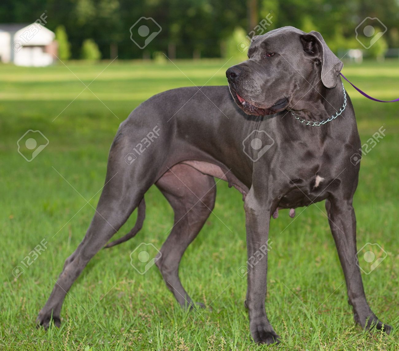 great dane chain collar