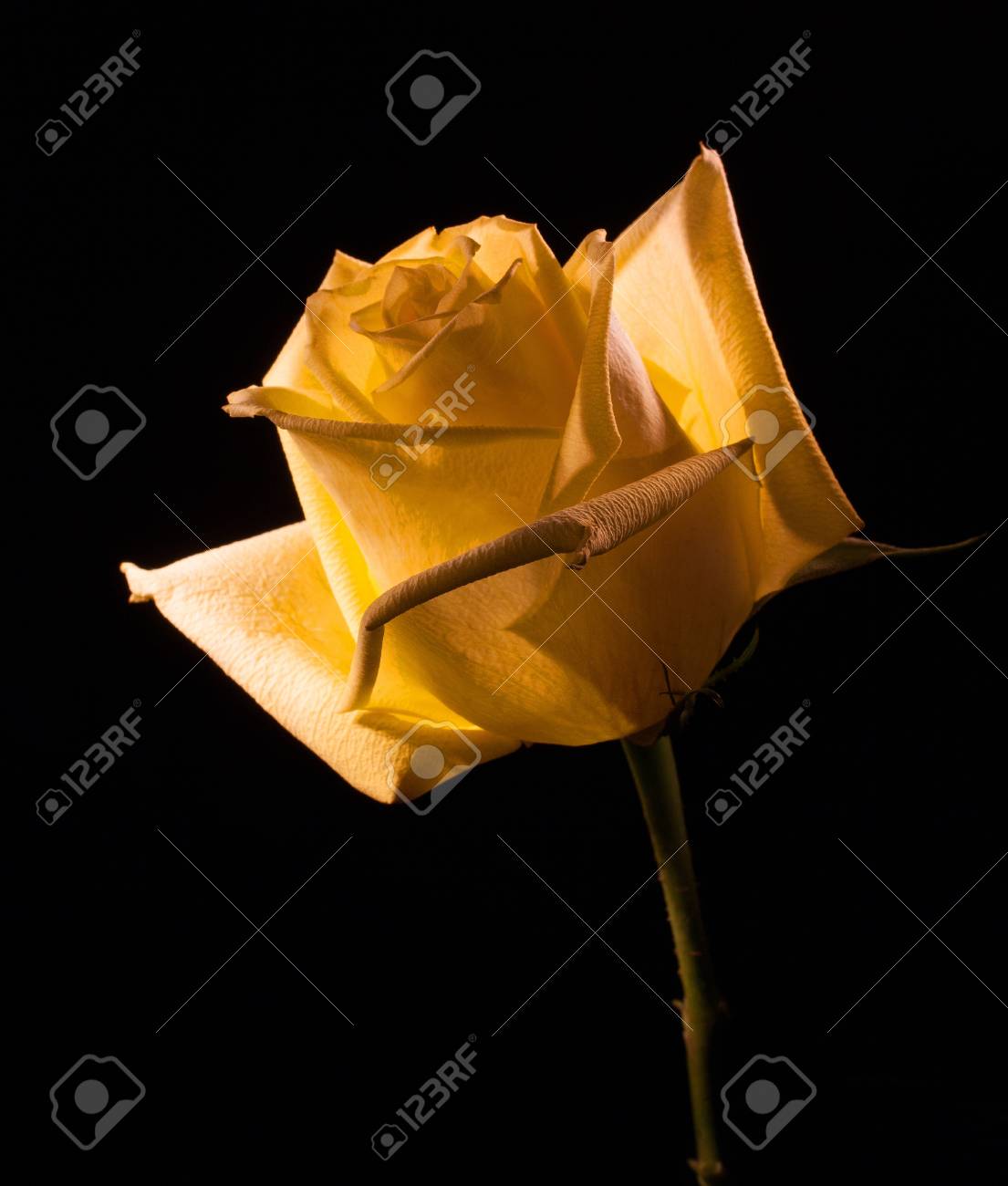 Yellow Rose That Is In Full Bloom On A Black Background