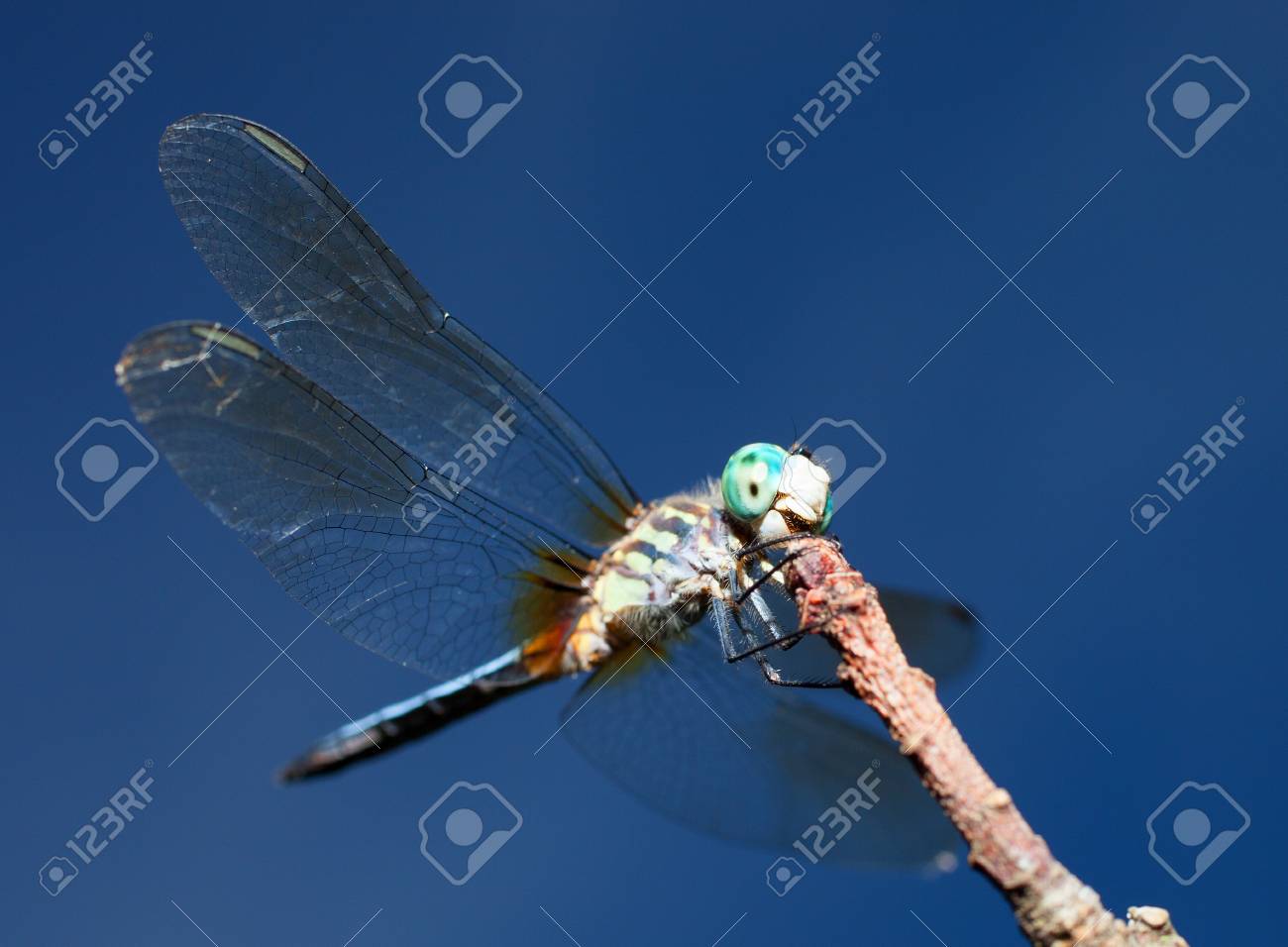 見て大きな青い頭でトンボを閉じる の写真素材 画像素材 Image