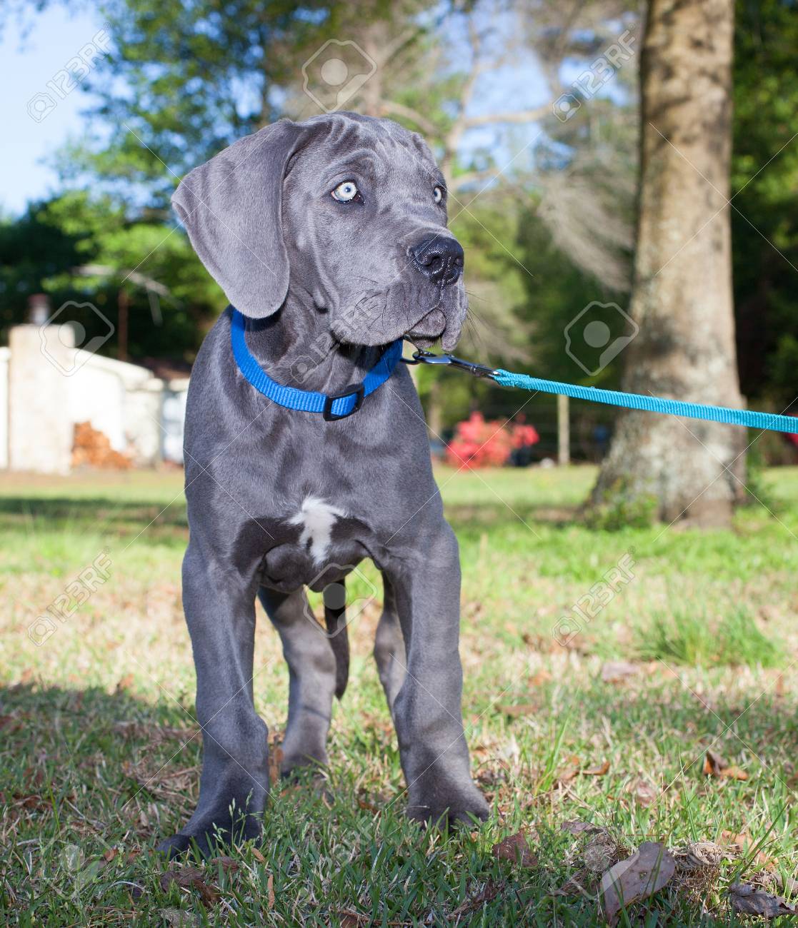 great dane leash