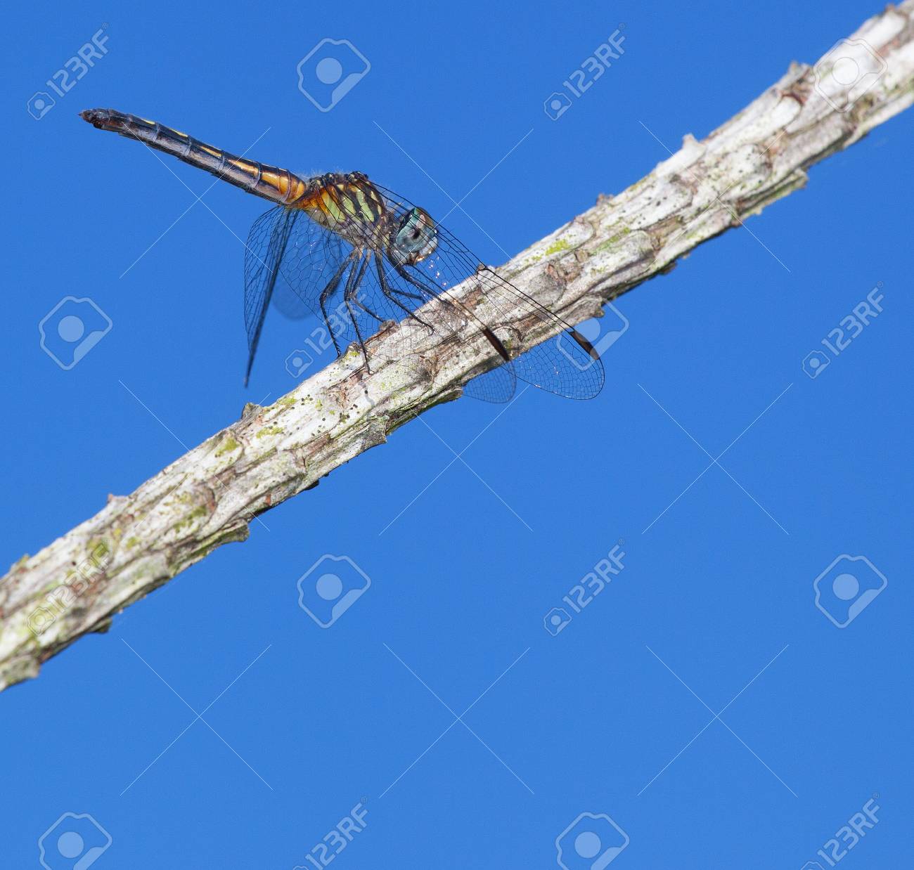Bleu Et Libellule Verte A La Recherche D Un Repas A Partir D Une