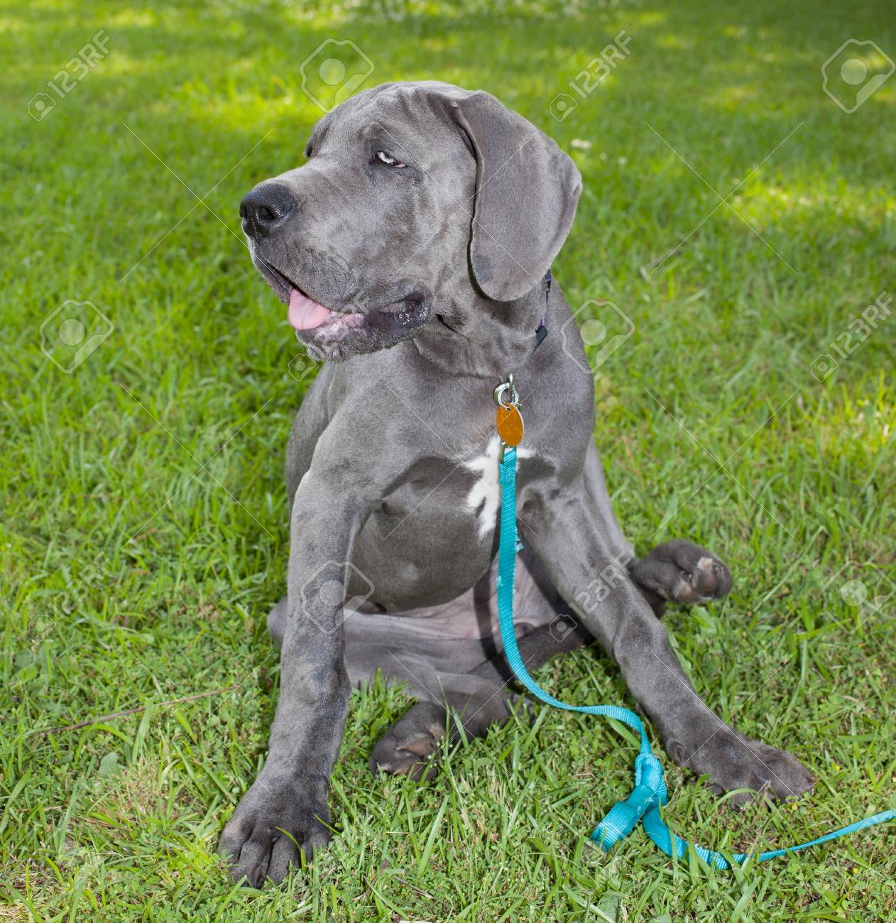 Gray Great Dane Puppy That Looks Tired And Is Sitting On The Grass Stock  Photo, Picture and Royalty Free Image. Image 31211028., image size:1262x1300