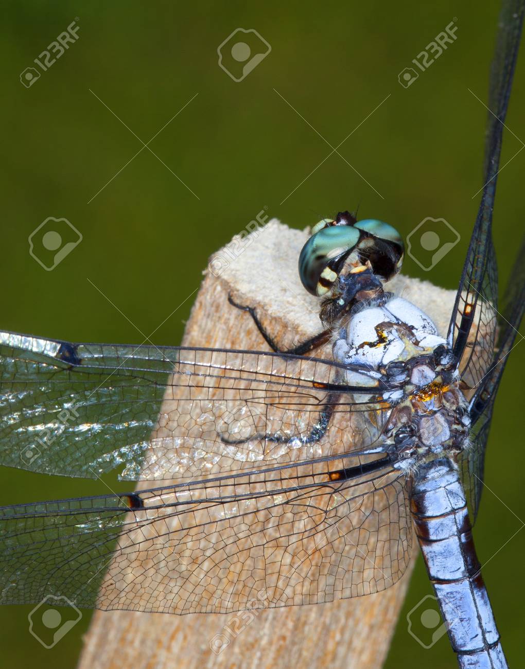 クローズ アップと個人の頭の後ろからトンボ の写真素材 画像素材 Image