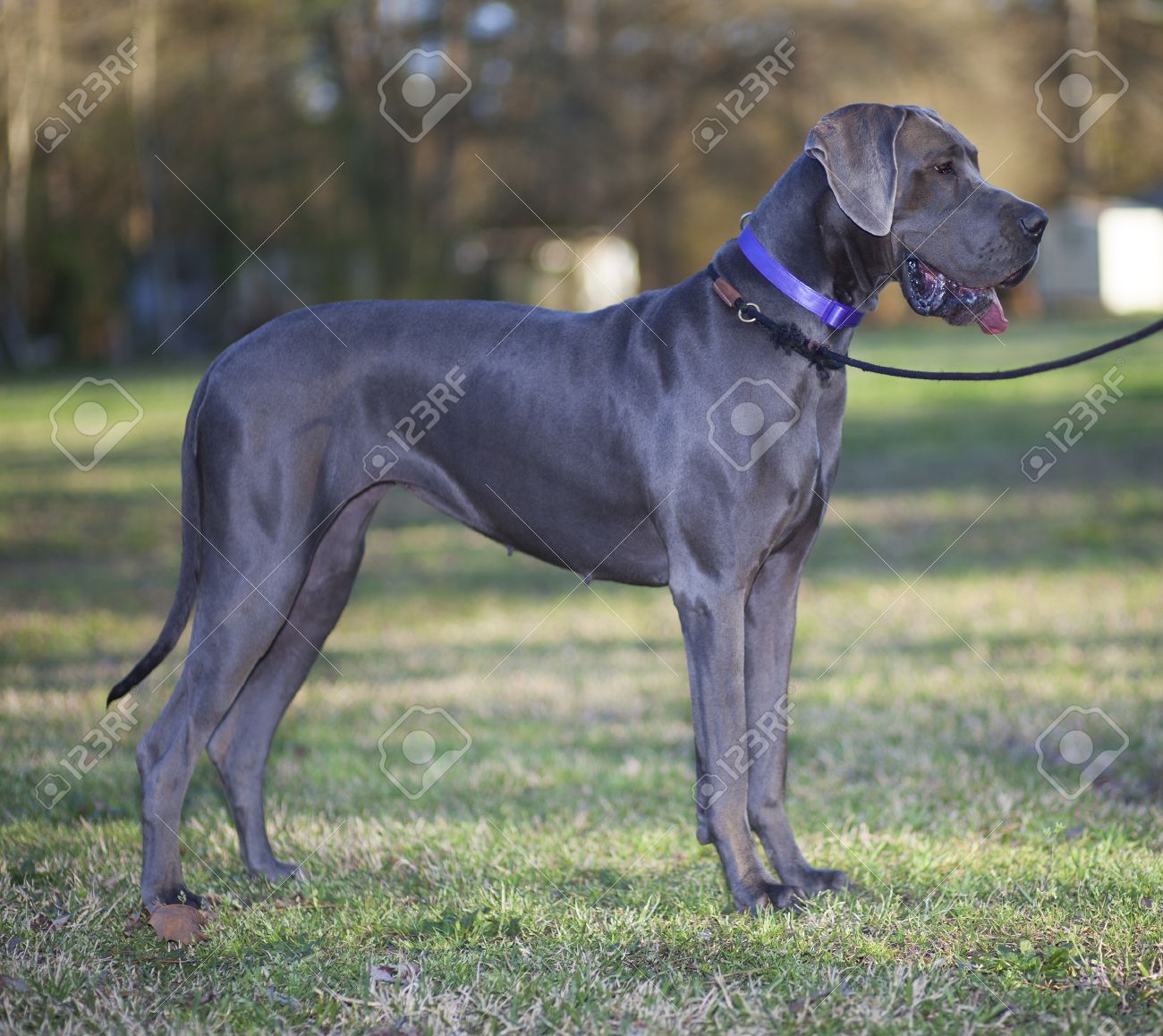 Grey Colored Purebred Great Dane On Some Grass Stock Photo, Picture and  Royalty Free Image. Image 56871010., image size:1300x1158