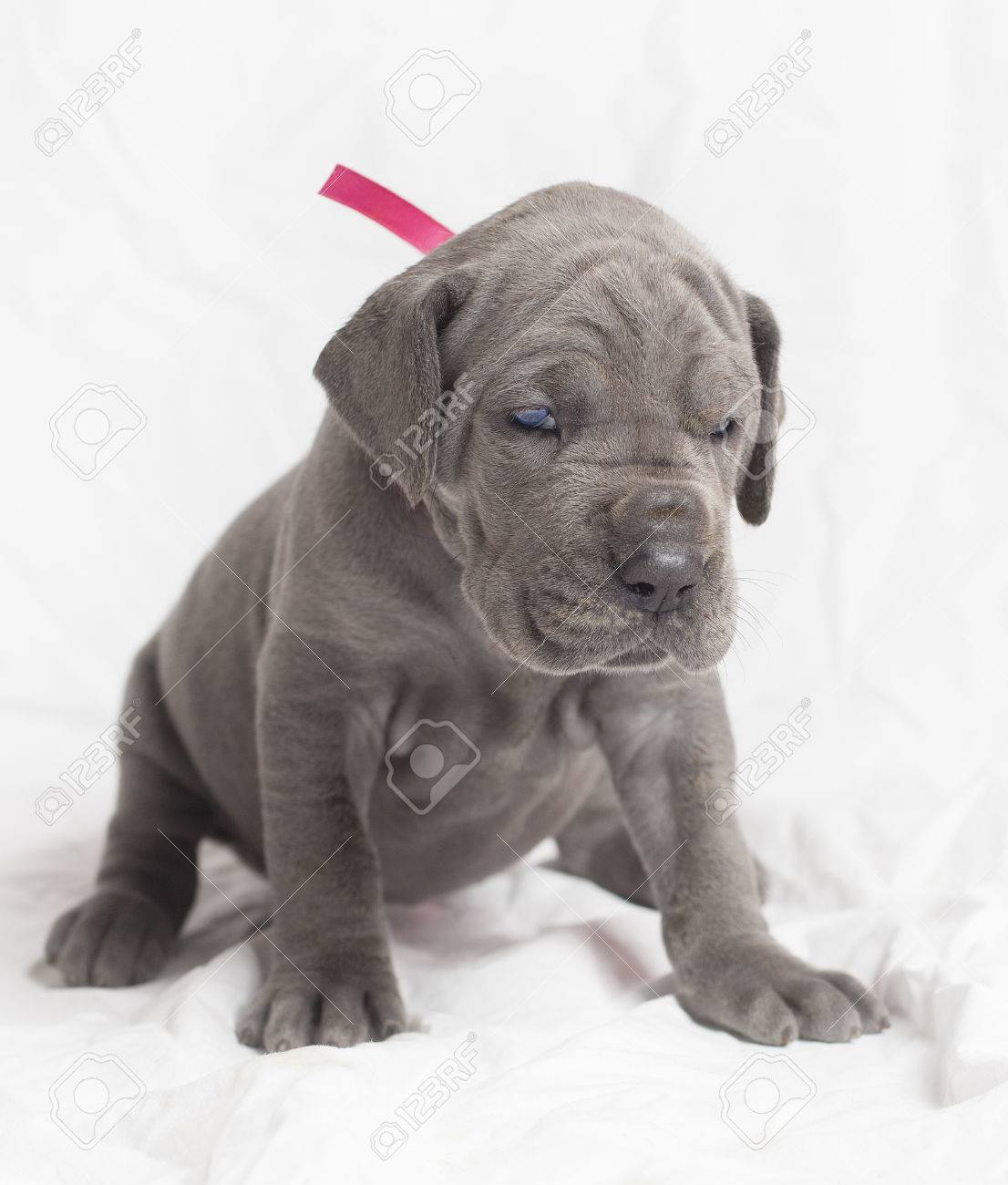 blue dane puppies