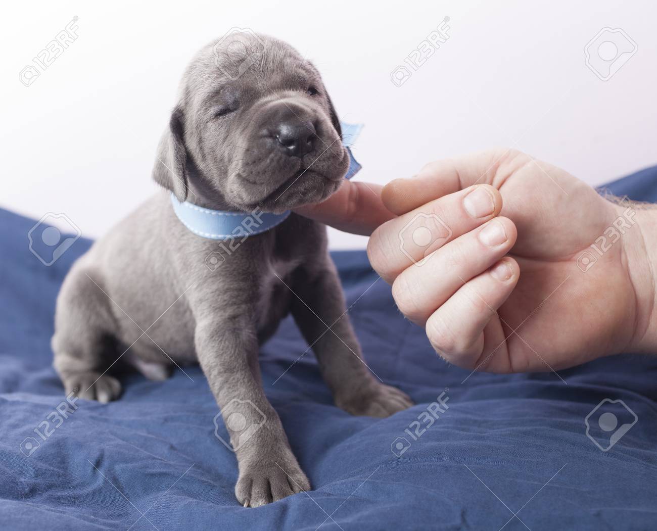 Chiot De Pure Race Dogue Allemand Etant Touche Au Bon Endroit Banque D Images Et Photos Libres De Droits Image 74206974