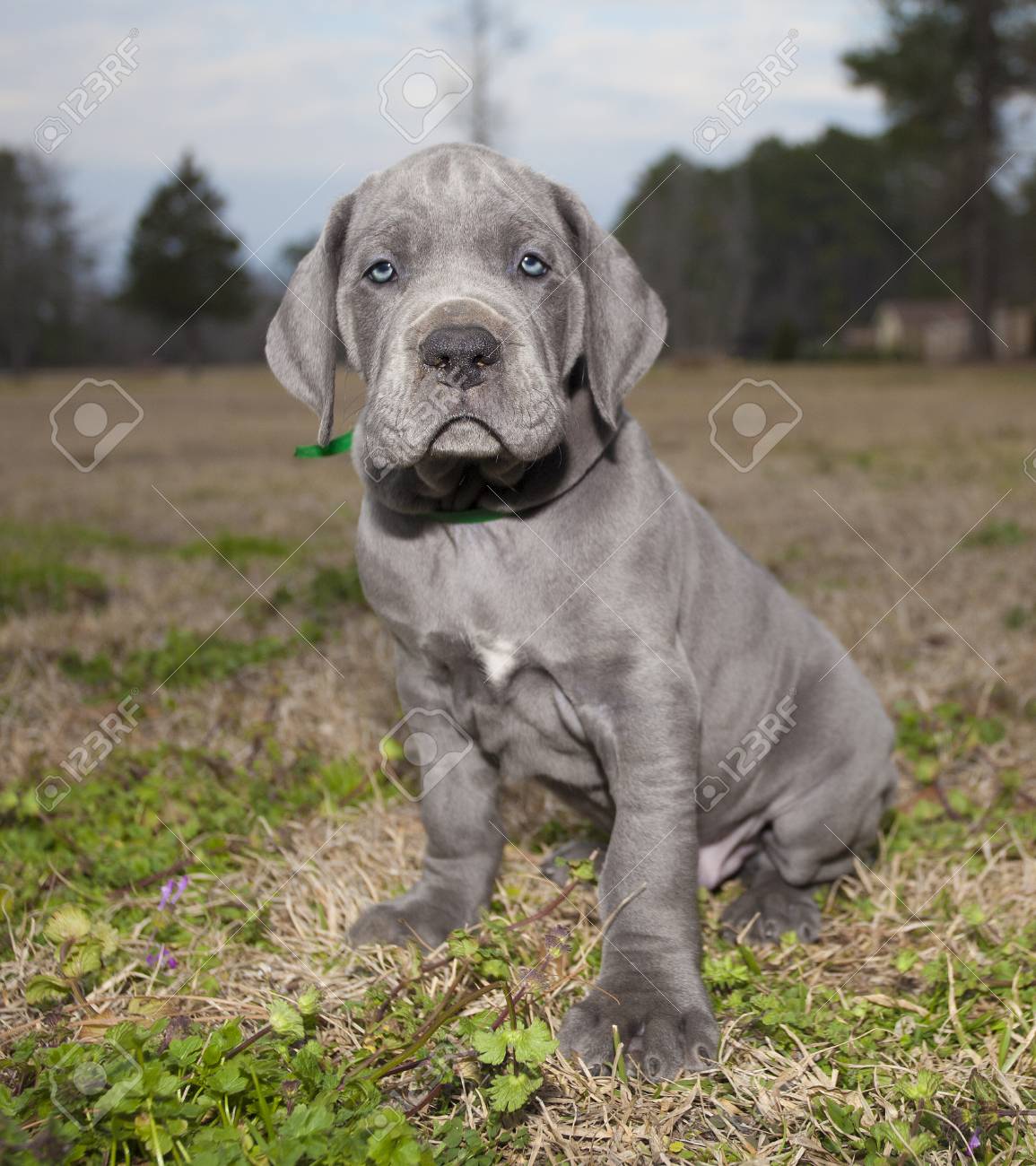 Great Dane Purebred Puppy With Blue Eyes On A Grassy Field Stock Photo,  Picture and Royalty Free Image. Image 84084040., image size:1155x1300