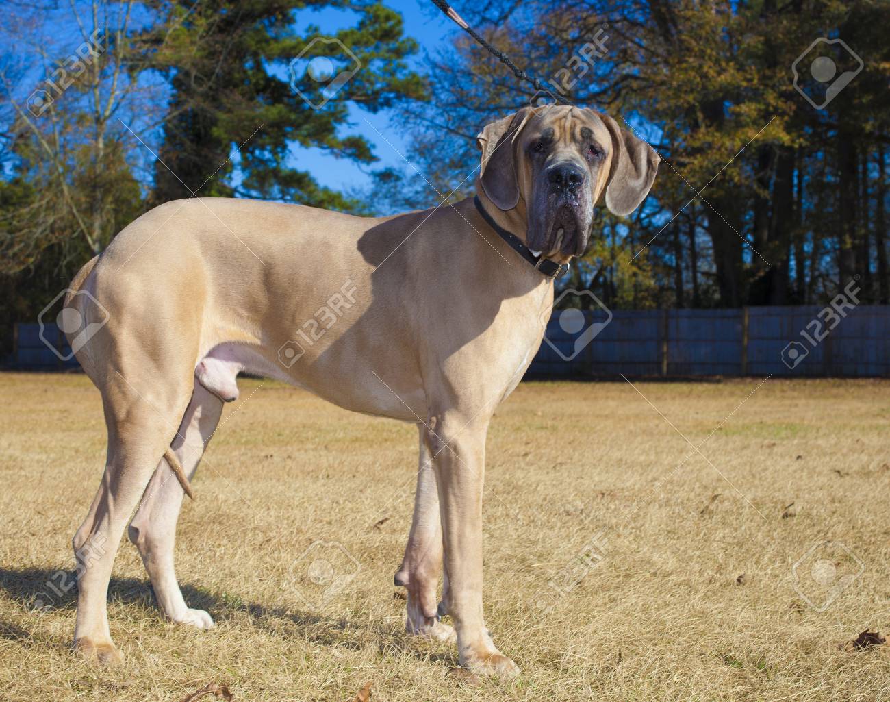フィールドに立っている男性茶色の純血種グレートデーン の写真素材 画像素材 Image