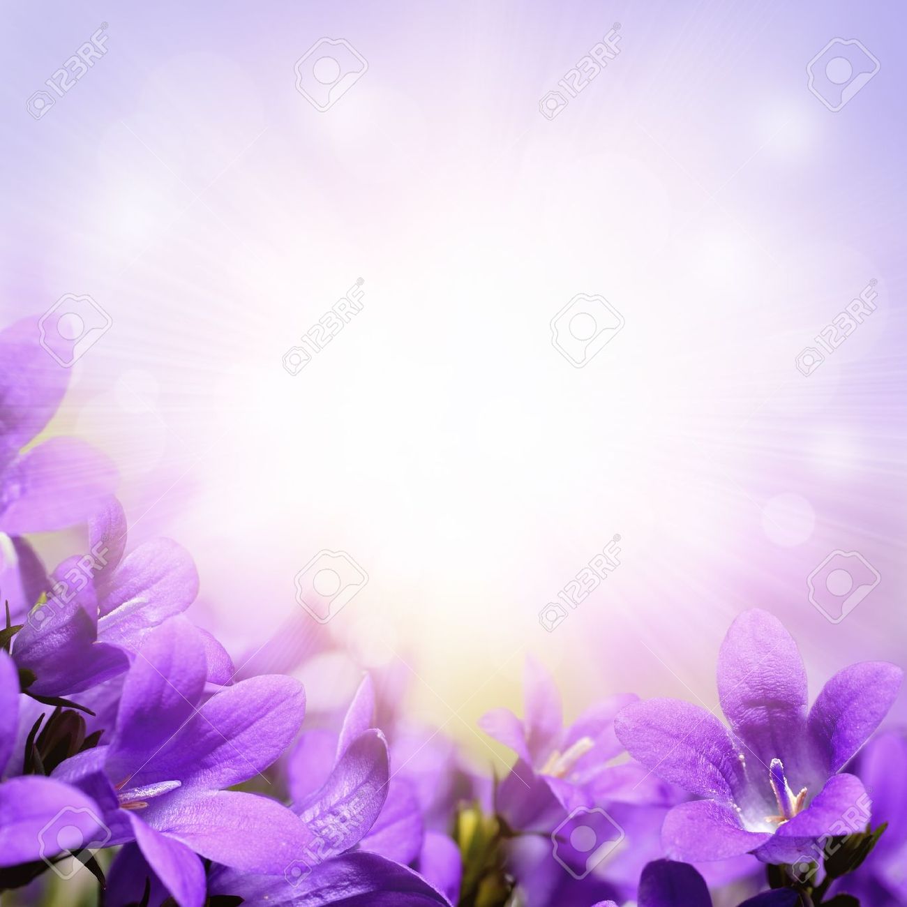 campanula purple spring flowers background purple flower background design