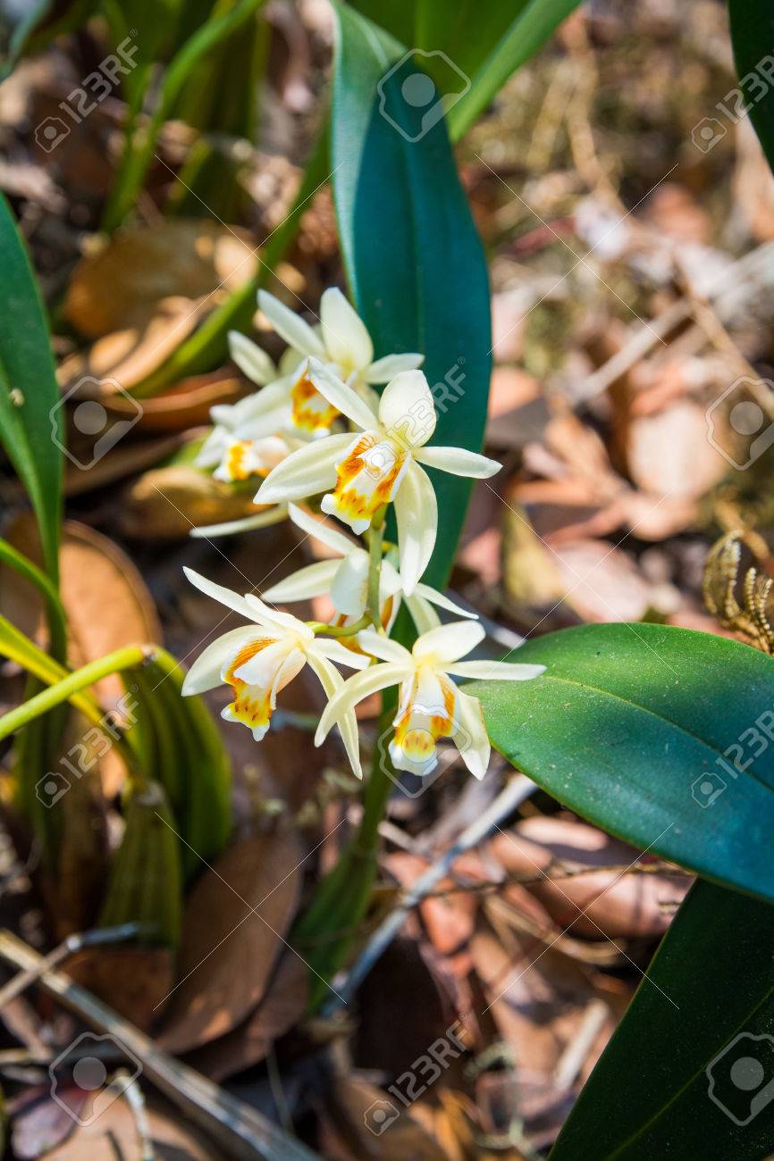フォレストのタイの美しい野生蘭 デンドロビウム Heterocarpum の写真素材 画像素材 Image
