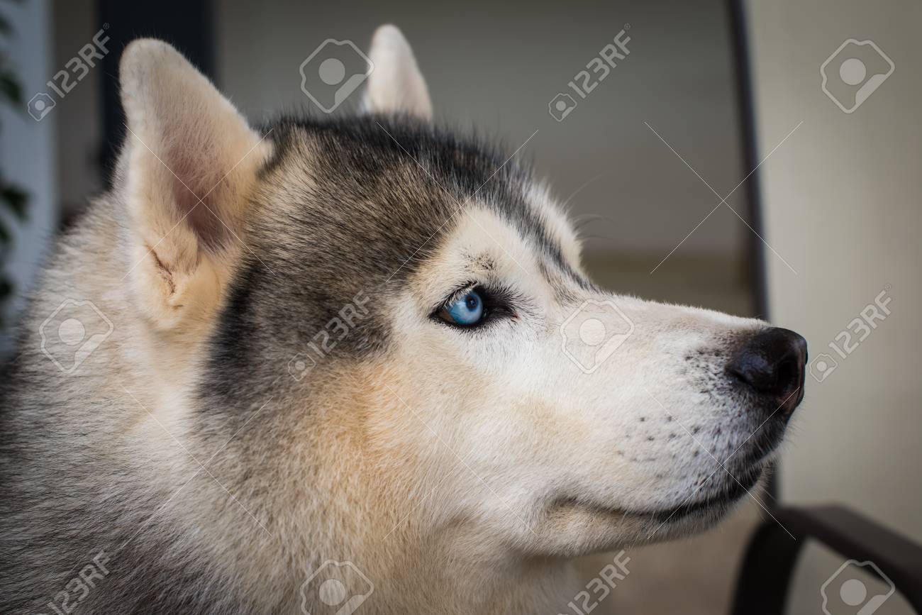 犬の青い目のクローズ アップ の写真素材 画像素材 Image