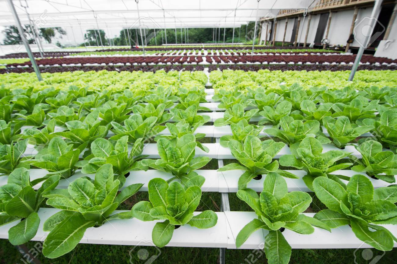 Hydroponic Vegetables Growing In Greenhouse Vegetables Non Toxic Stock Photo Picture And Royalty Free Image Image 64988790