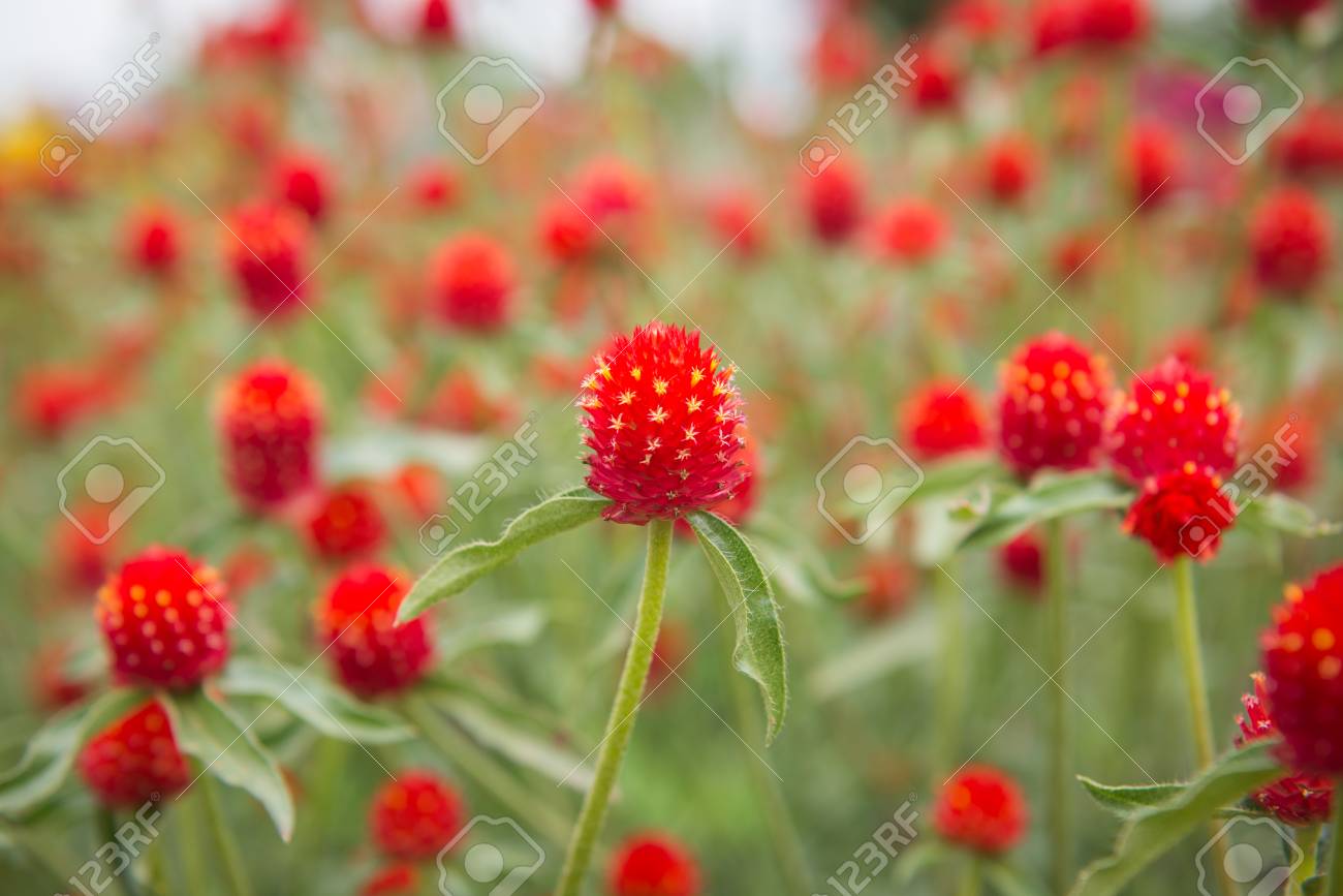 グローブ アマランスの庭の花 の写真素材 画像素材 Image