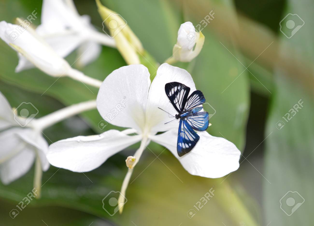 Blue Glass Wing Butterfly On A White Flower Stock Photo, Picture and  Royalty Free Image. Image 99832615.