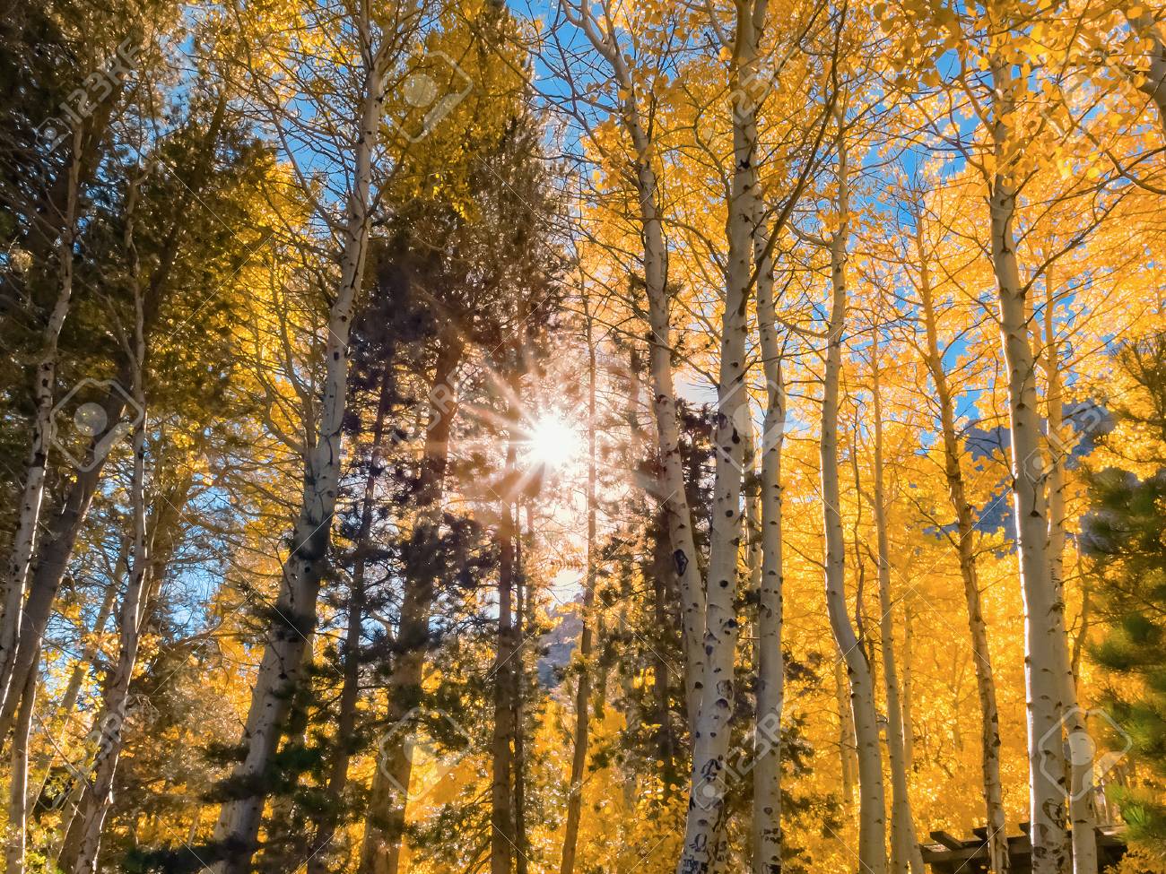 Aspen Tree Grove Near June Lake In The Eastern Sierra Mountains Dressed In  Fall Foliage. Beautiful Autumn Forest On A Sunny Day With Sunburst Glade  Through Branches In The Middle. Stock Photo,, image size:1300x975