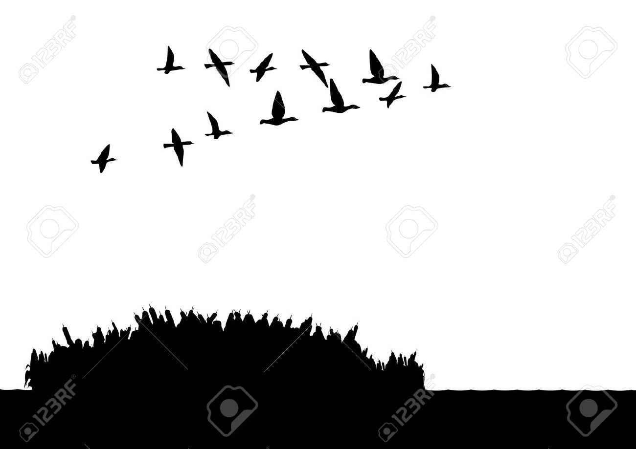 等高線図 湖の上を飛んで野生の鴨の群れ 黒と白のイラスト のイラスト素材 ベクタ Image
