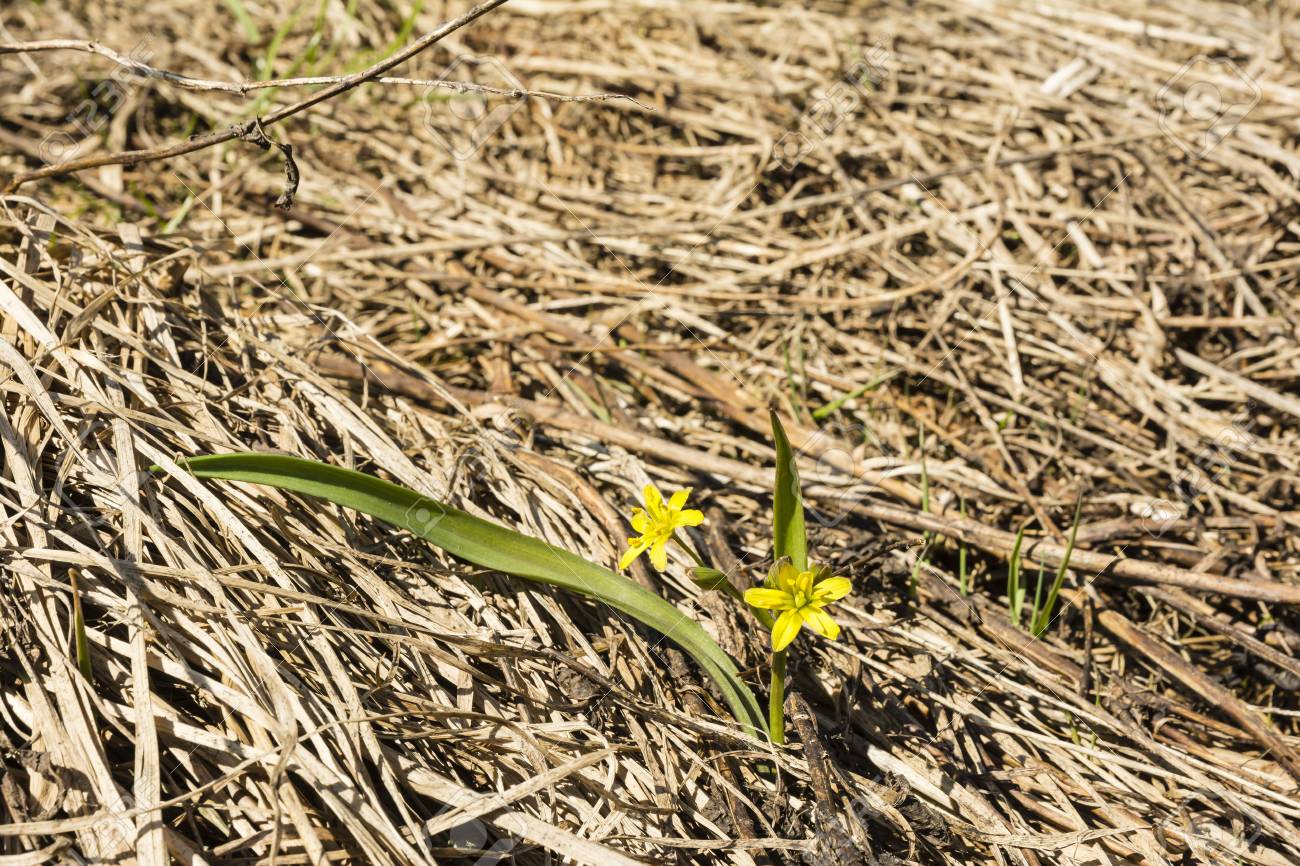 Gagée Jaune De La Plante Yellow Star De Bethléem Avec Des Fleurs Jaunes Qui Fleurissent Au Printemps