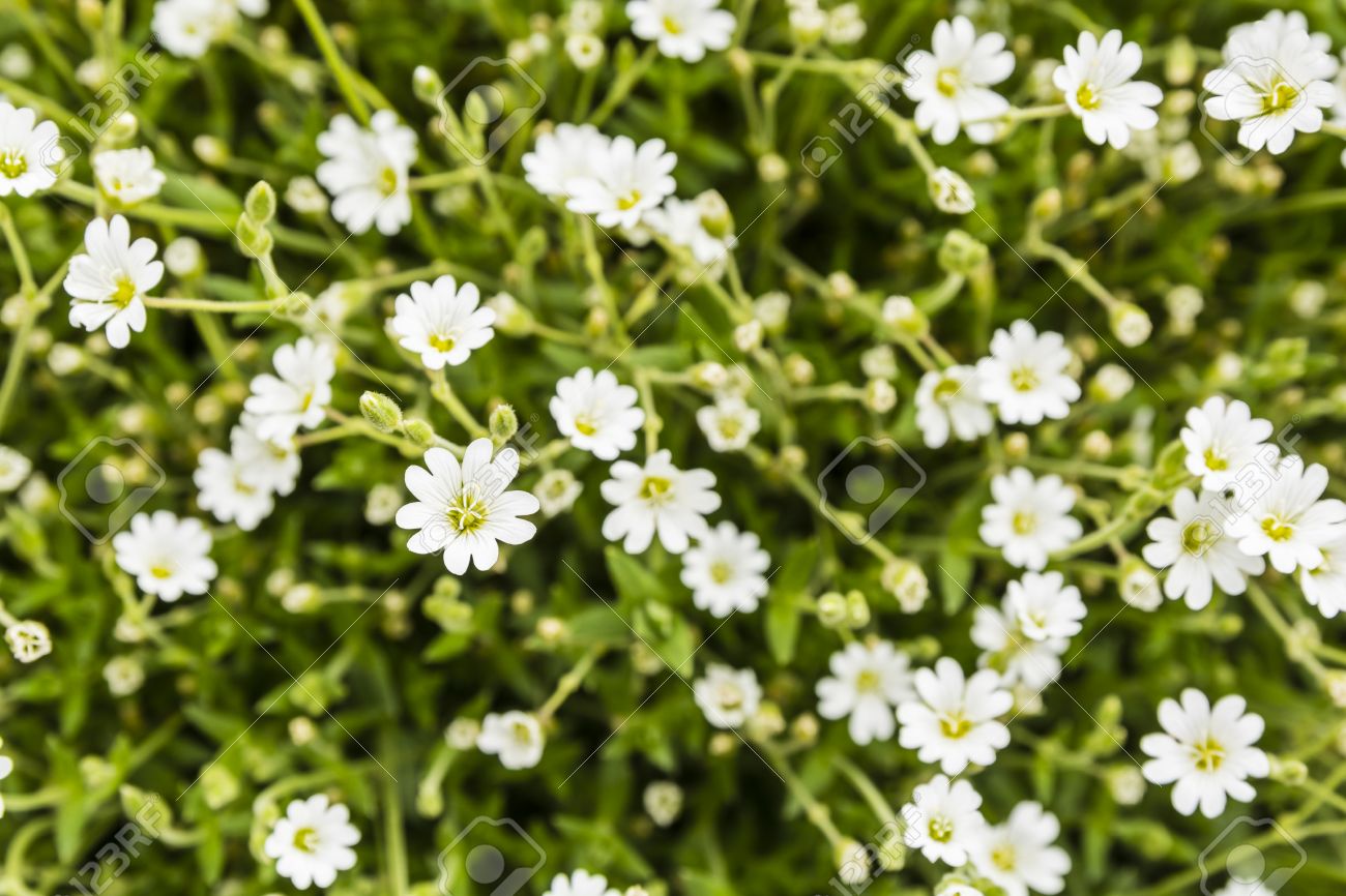 Cerastium Alpinum アルパイン マウス耳 アルパイン ハコベ マット形成の多年生の植物の種であります の写真素材 画像素材 Image Cerastium Alpinum アルパイン マウス耳 アルパイン ハコベ マット形成の多年生の植物の種であります の写真素材 画像素材 Image