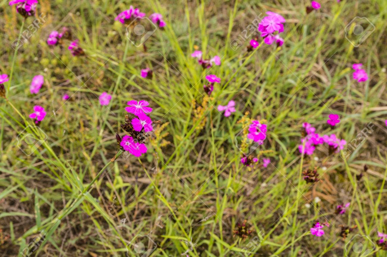 ナデシコ科のピンクの草原の花が咲いてください の写真素材 画像素材 Image ナデシコ科のピンクの草原の花が咲いてください の写真素材 画像素材 Image