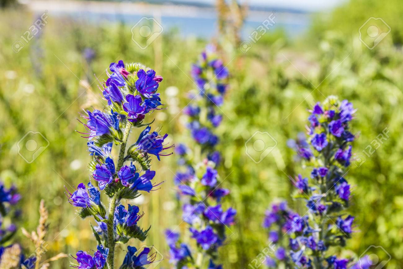 エキウム オカダンゴムシ L 春の草花 の写真素材 画像素材 Image