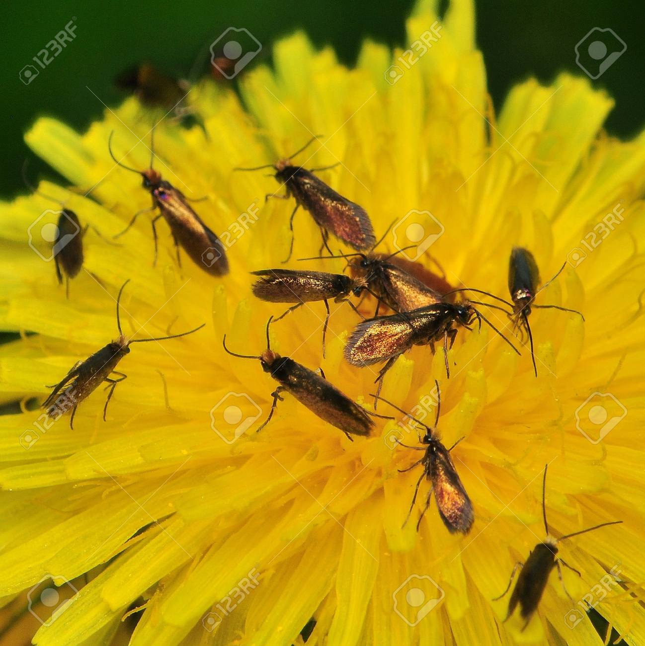 etiam-dictum-ipsum-a-felis