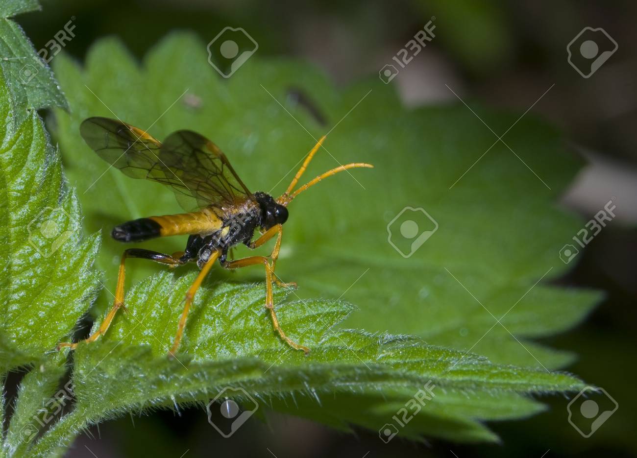 etiam-dictum-ipsum-a-felis