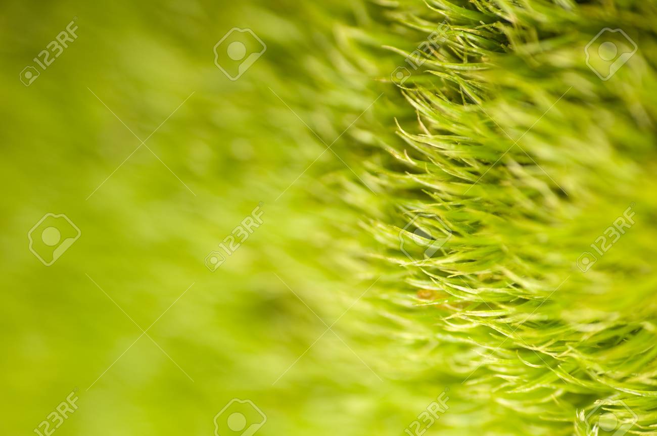 芝生のコケ Dicranella として の写真素材 画像素材 Image