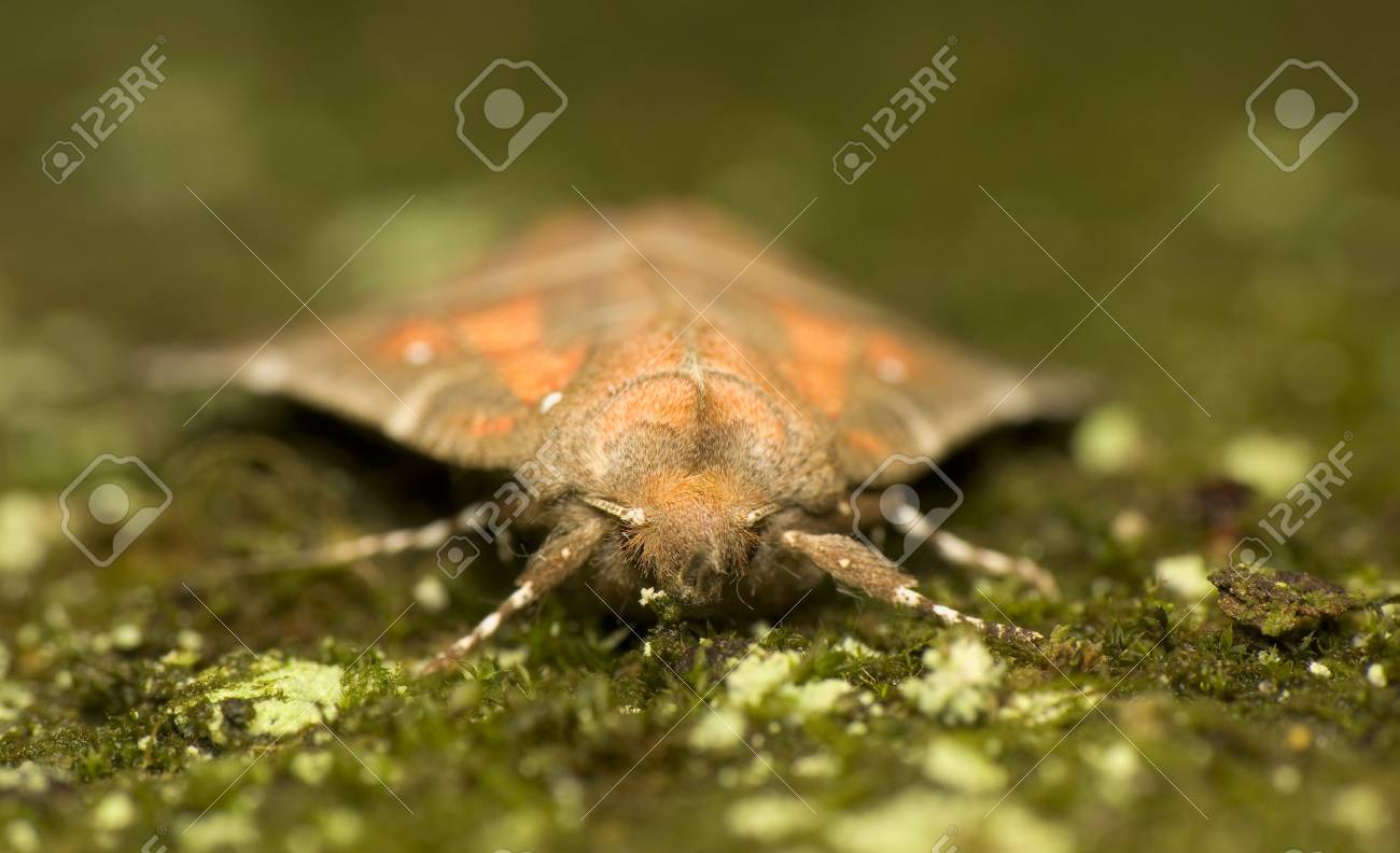 etiam-dictum-ipsum-a-felis