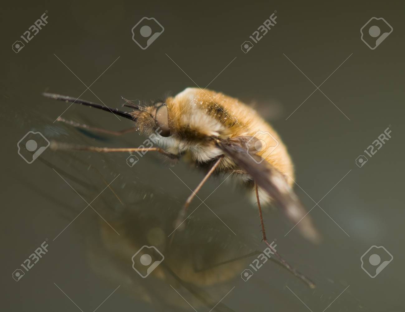 etiam-dictum-ipsum-a-felis