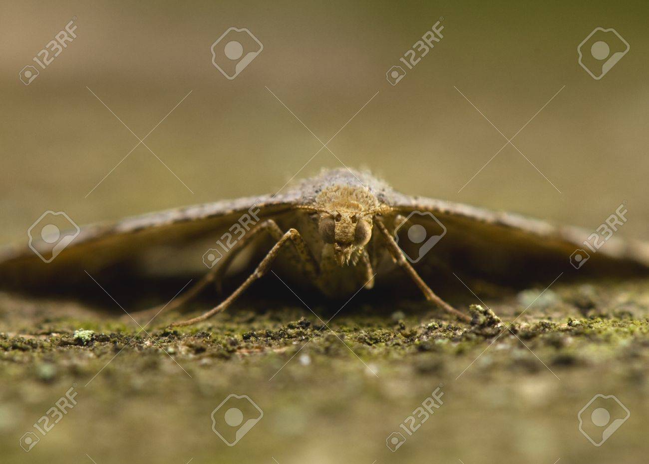 etiam-dictum-ipsum-a-felis