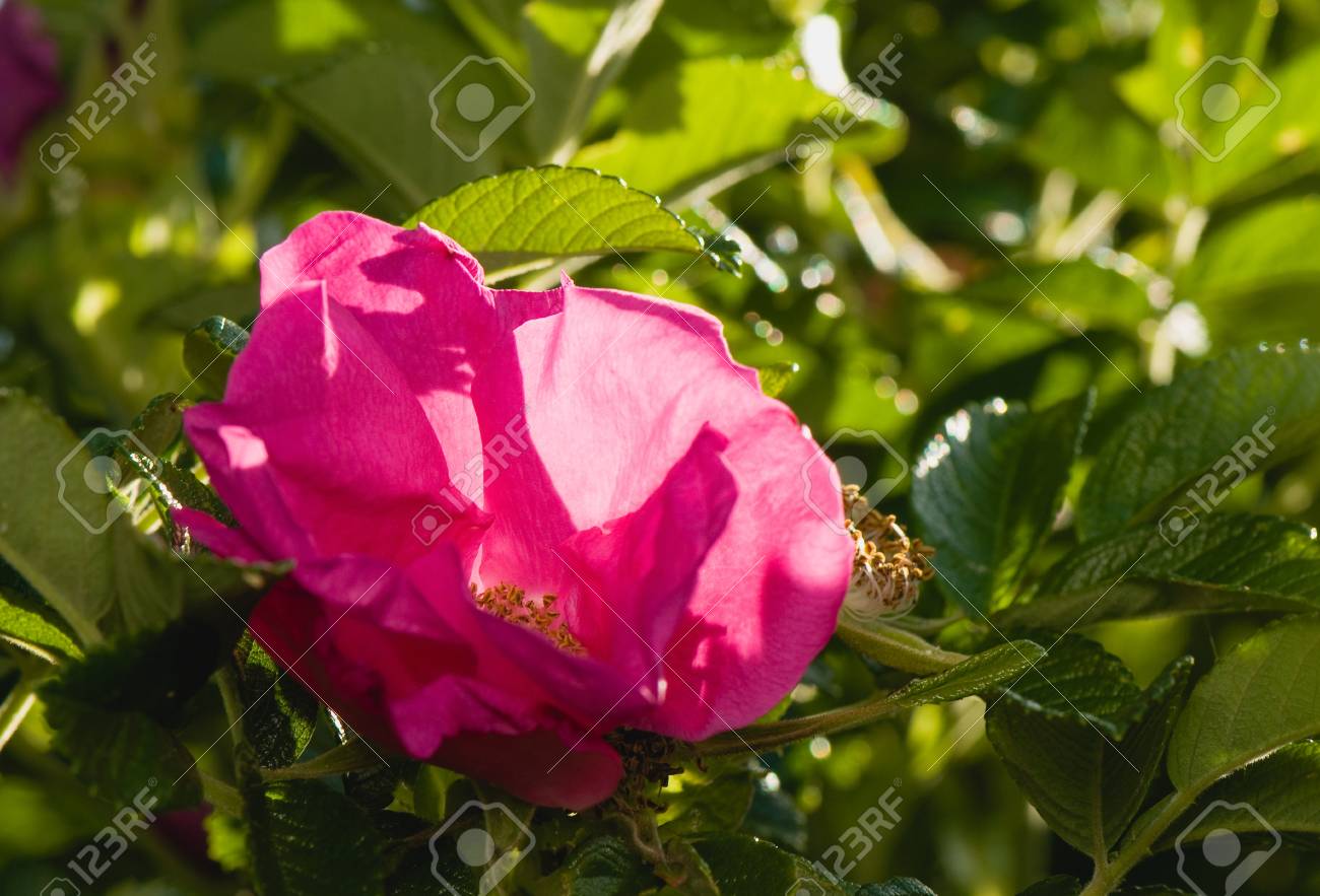 etiam-dictum-ipsum-a-felis