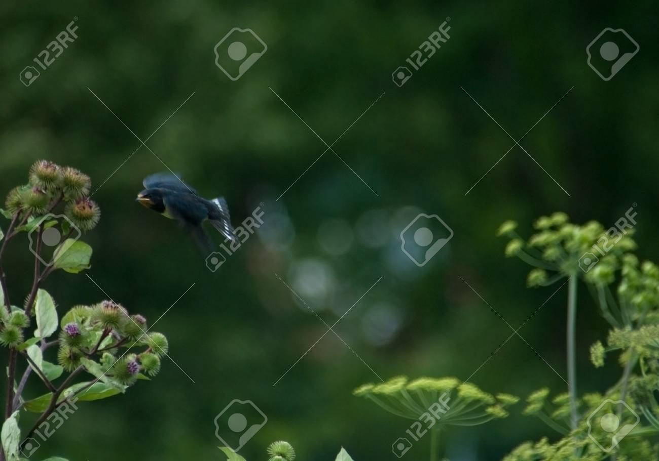 etiam-dictum-ipsum-a-felis