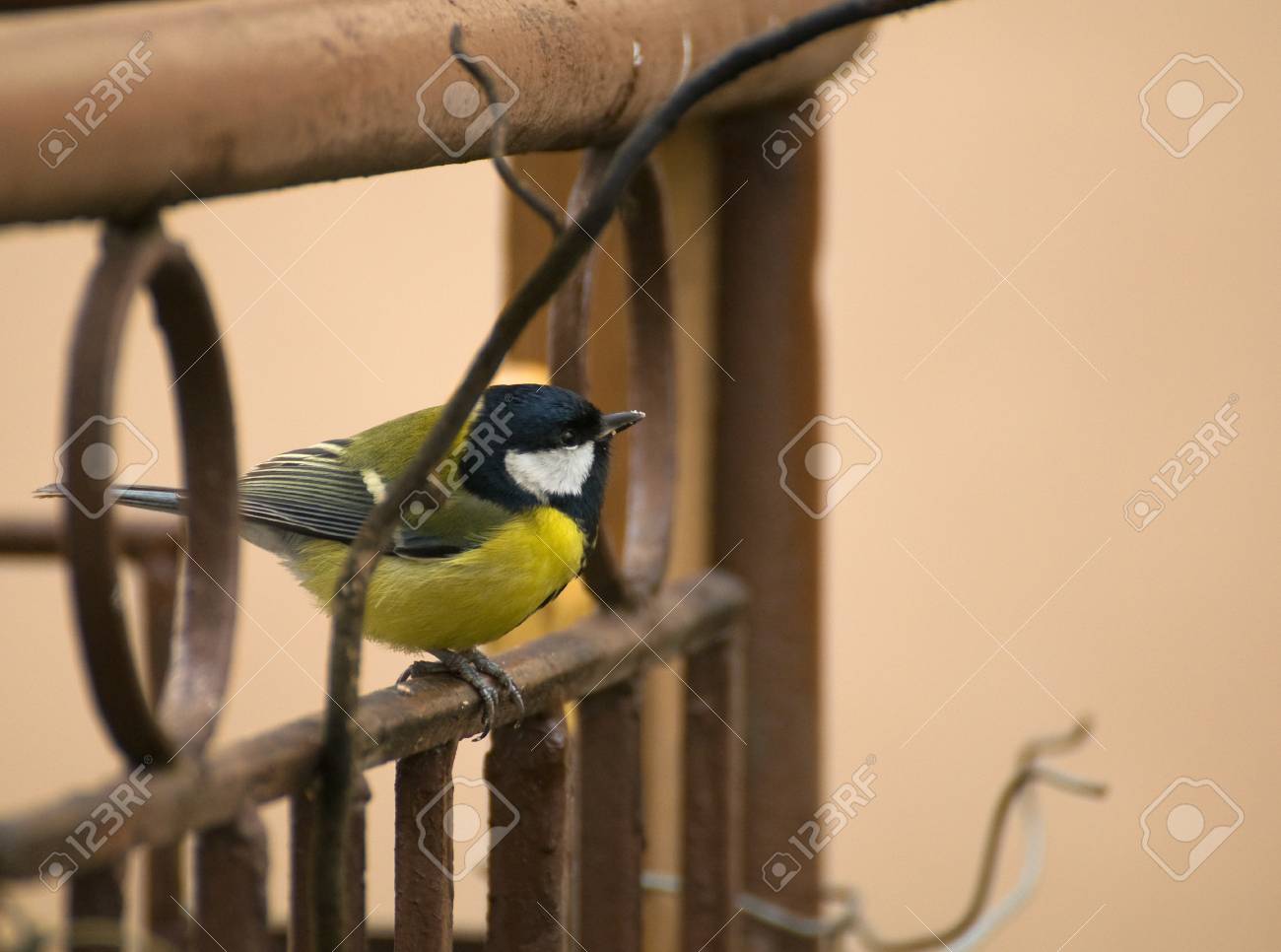 etiam-dictum-ipsum-a-felis