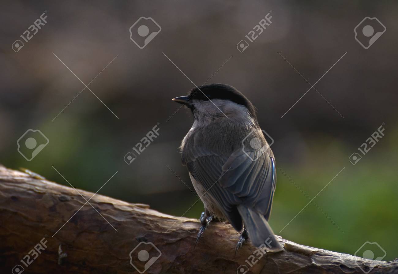 etiam-dictum-ipsum-a-felis