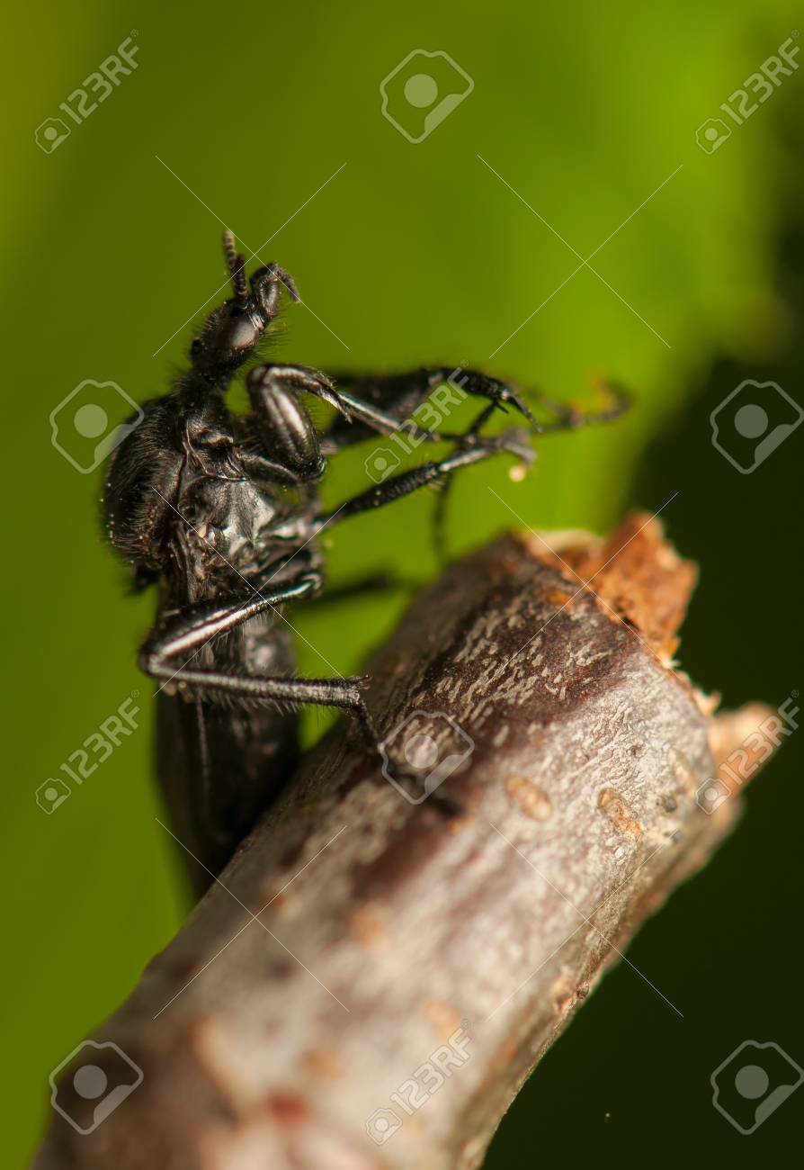 etiam-dictum-ipsum-a-felis