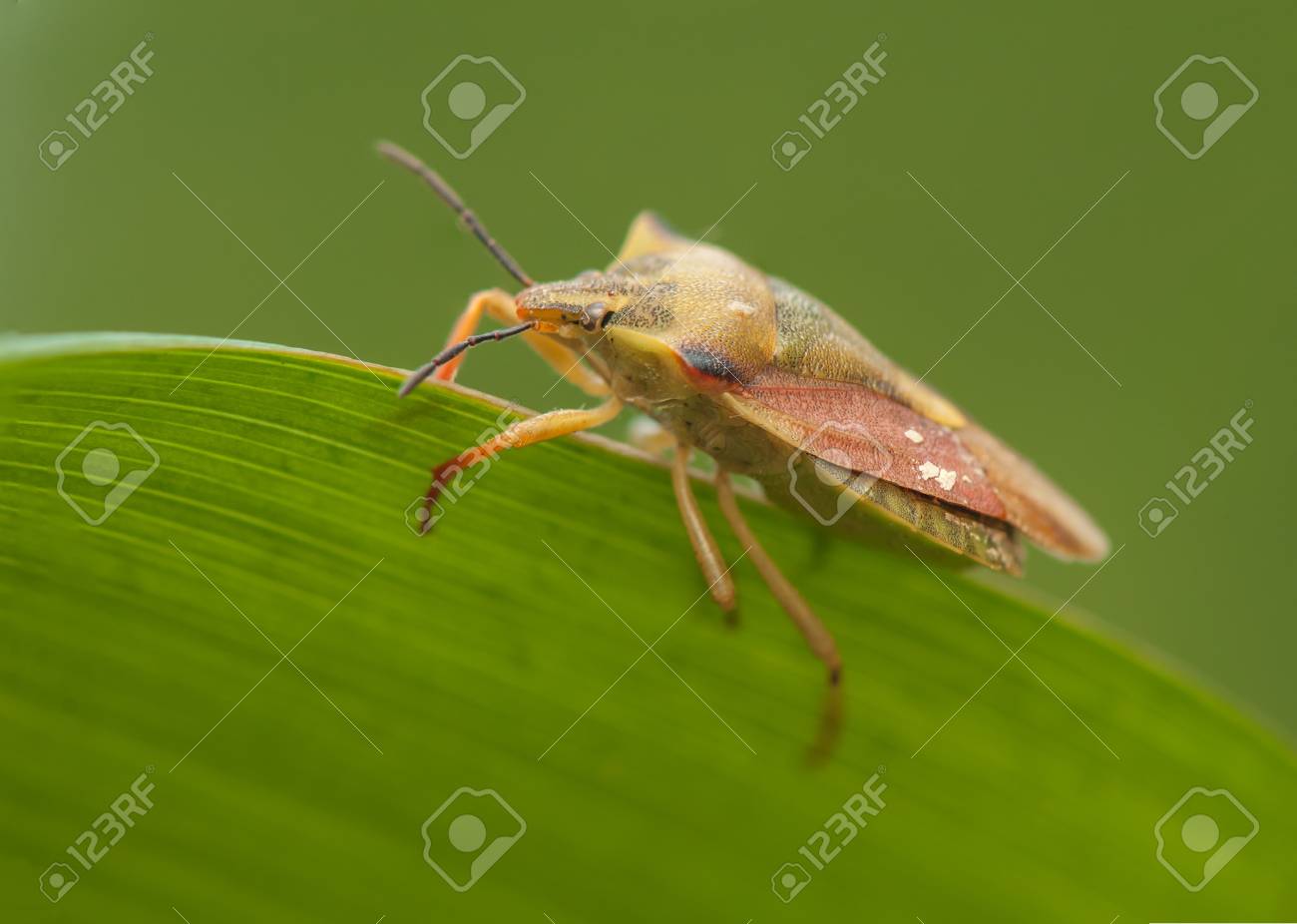 etiam-dictum-ipsum-a-felis