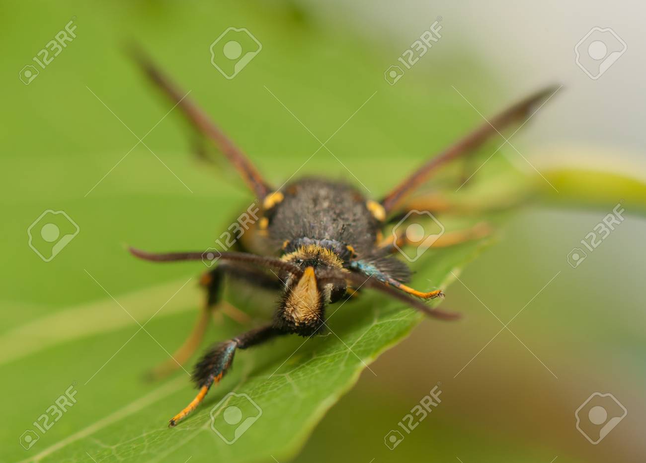 etiam-dictum-ipsum-a-felis