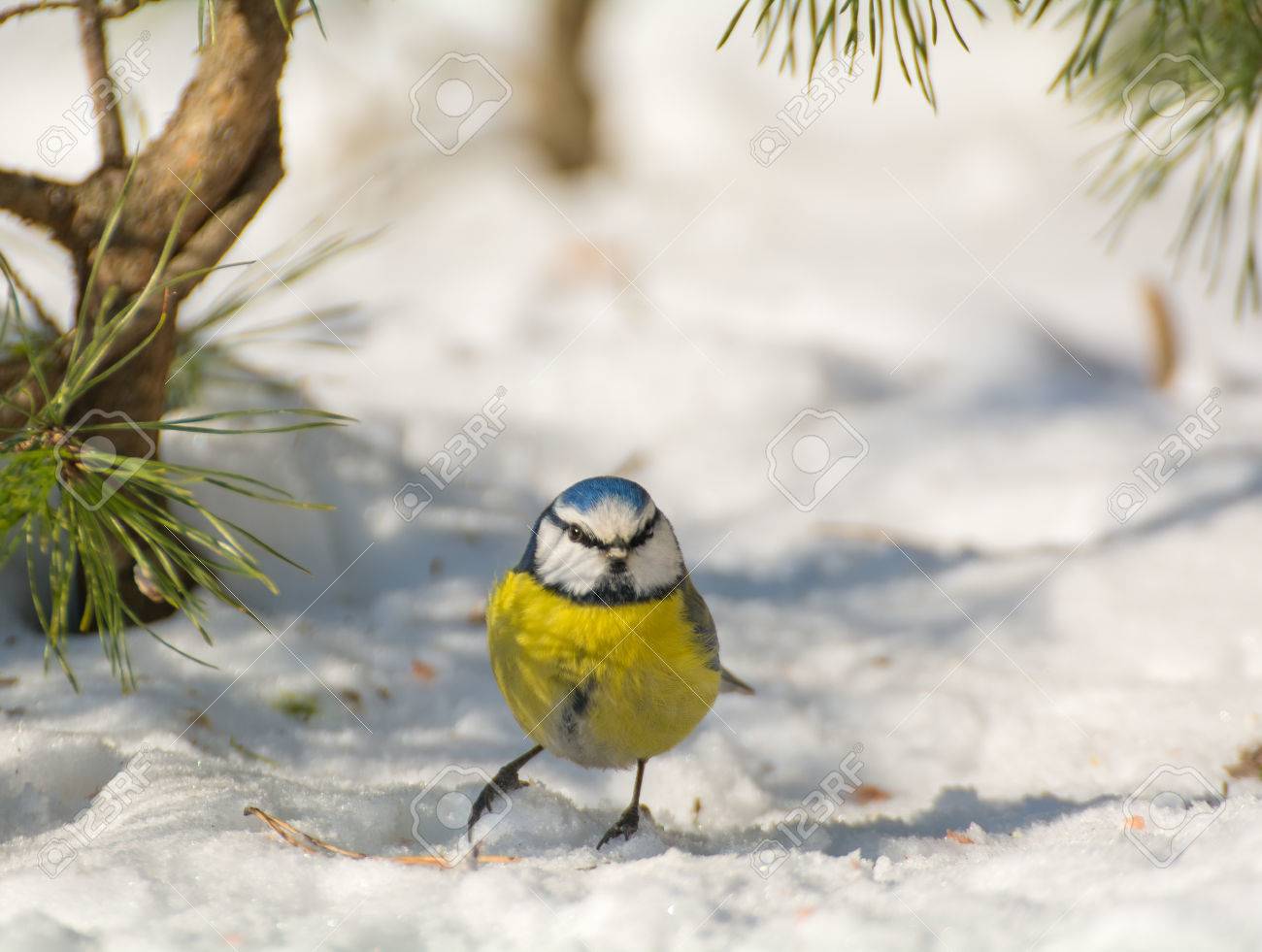 etiam-dictum-ipsum-a-felis