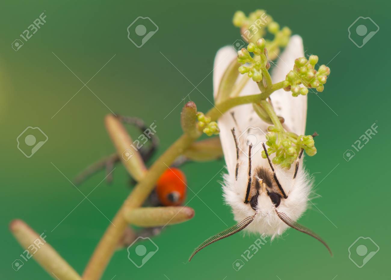 etiam-dictum-ipsum-a-felis