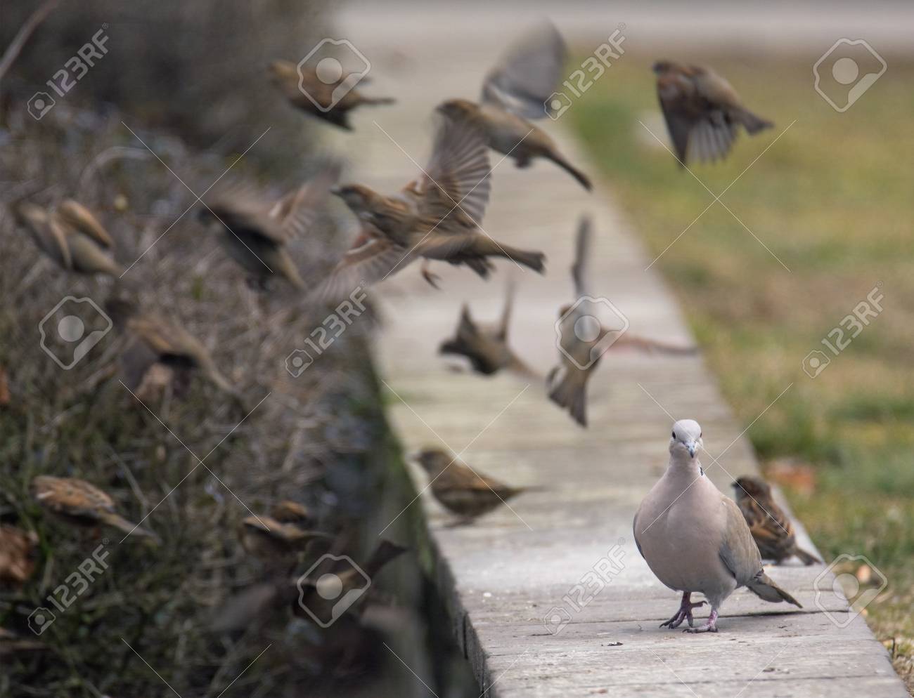 etiam-dictum-ipsum-a-felis