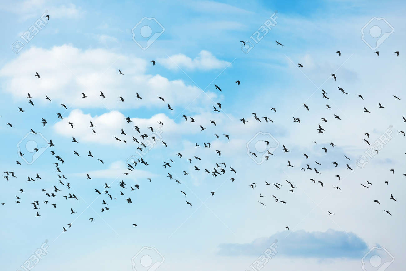 many birds flying in the sky stock photo picture and royalty free