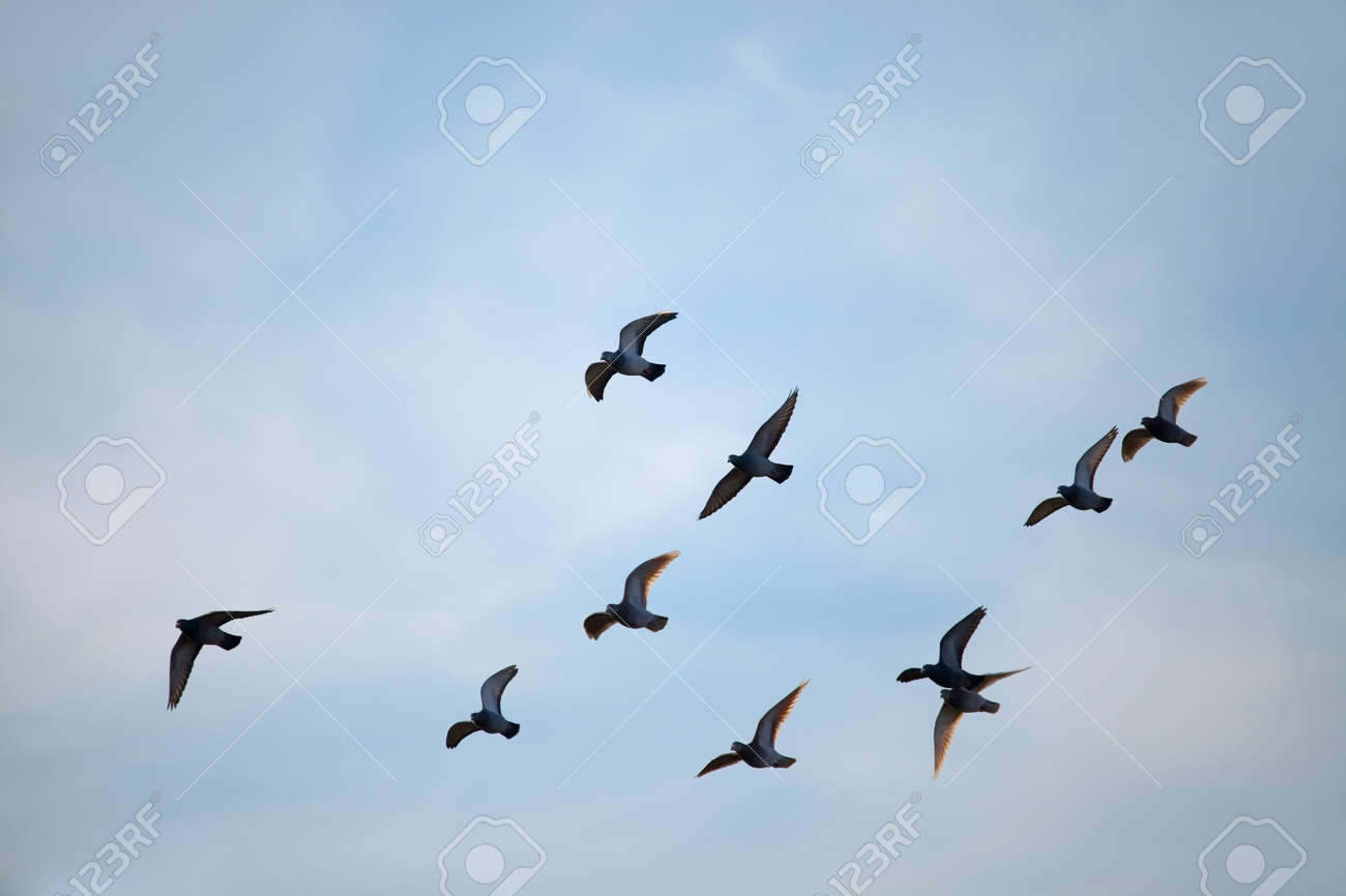 flock of birds flying in the sky stock photo picture and royalty