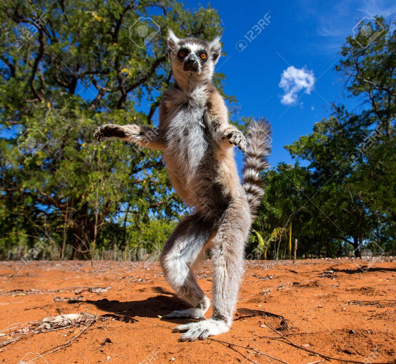 マダガスカルのキツネザル アート作品