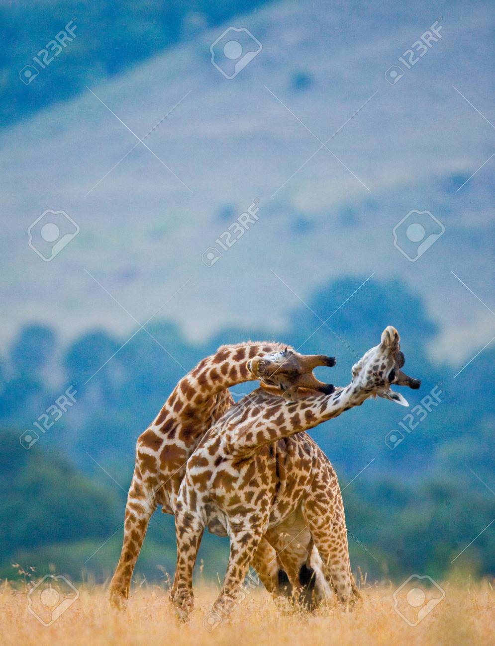 Two Male Giraffes Fighting Each Other In The Savannah. Kenya. Tanzania.  East Africa. An Excellent Illustration. Stock Photo, Picture and Royalty  Free Image. Image 63322280., image size:995x1300