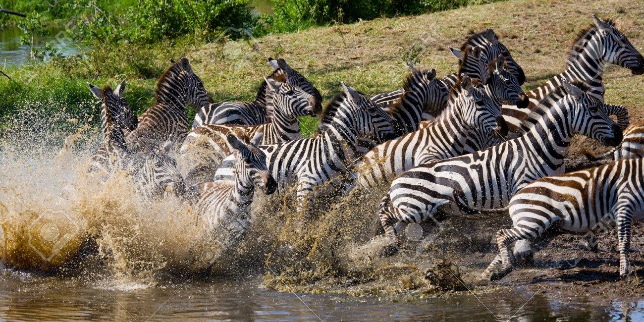 Group Of Zebras Running Across The Water Kenya Tanzania
